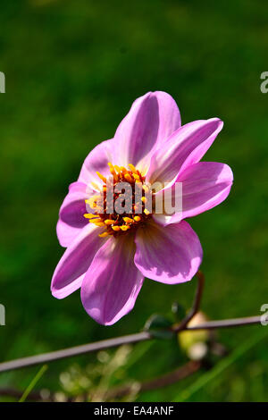Dahlie Blume in einem Garten im September.. Stockfoto