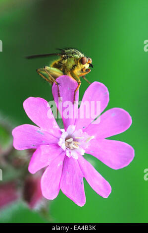 Männliche gelbe Dung ruht auf rote Campion Blume fliegen. Dorset, UK Juni 2012 Stockfoto