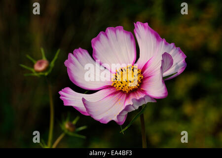 Cosmos Flower (Cosmos Bipinnatus) in voller Blüte, in einem Garten (Suzanne's Garden, Le Pas, Mayenne, Pays de la Loire, Frankreich). Stockfoto