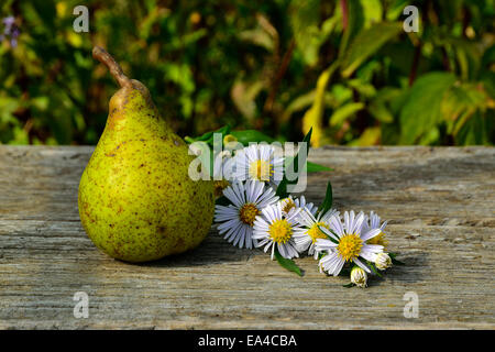 Eine Birne (Pyrus Communis) und Aster ericoides Blumen (Suzanne's Garden, Le Pas, Mayenne, Pays de la Loire, Frankreich). Stockfoto