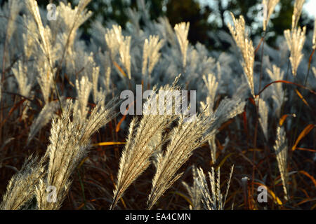 Blütenstand von Amur Silber Grass (Miscanthus Sacchariflorus). Stockfoto