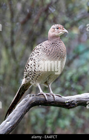 Gemeinsamen Fasan, Phasianus Colchicus, einzelne Weibchen auf Ast, Warwickshire, Oktober 2014 Stockfoto