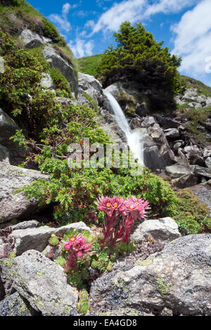 Sempervivum oder Berg Hauswurz vor einem Wasserfall in den Schweizer Alpen Stockfoto