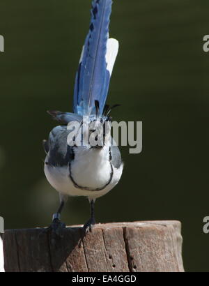 Zentrale amerikanische weiße-throated Elster-Jay (Calocitta Formosa) Stockfoto