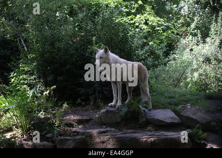 Nahaufnahme von der All-weißen Hudson-Wolf (Canis Lupus Hudsonicus) Stockfoto