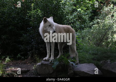 Nahaufnahme von der All-weißen Hudson-Wolf (Canis Lupus Hudsonicus) Stockfoto