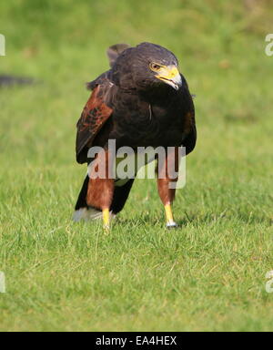 Nahaufnahme einer Harris Hawk (Parabuteo Unicinctus) aka Bay-winged oder Altrosa hawk Stockfoto