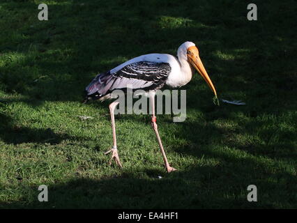 Painted Stork (Mycteria leucocephala) Stockfoto