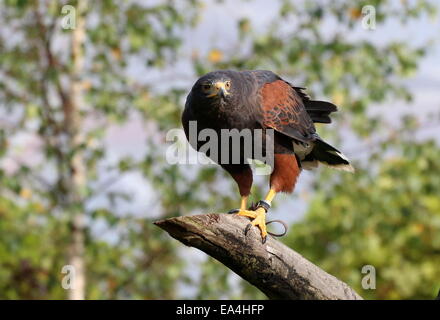 Captive Harris Hawk (Parabuteo Unicinctus) aka Bay-winged oder Altrosa hawk posiert auf einem Ast Stockfoto