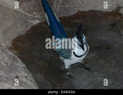 Zentrale amerikanische weiße-throated Elster-Jay (Calocitta Formosa) Stockfoto