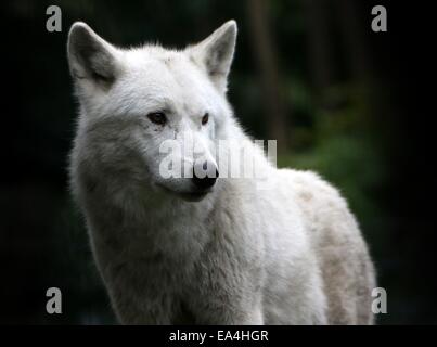 Nahaufnahme von einem All-weißen nordamerikanischen Wolf Stockfoto