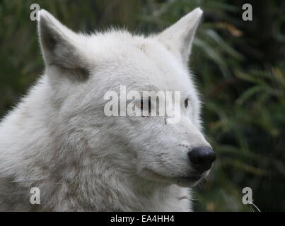 Nahaufnahme von der All-weißen Hudson-Wolf (Canis Lupus Hudsonicus) Stockfoto