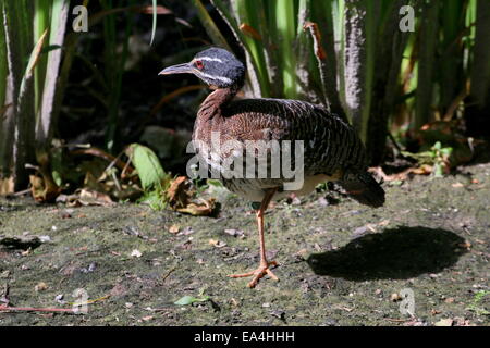 Sunbittern (Eurypyga Helias), stehen auf einem Bein Stockfoto