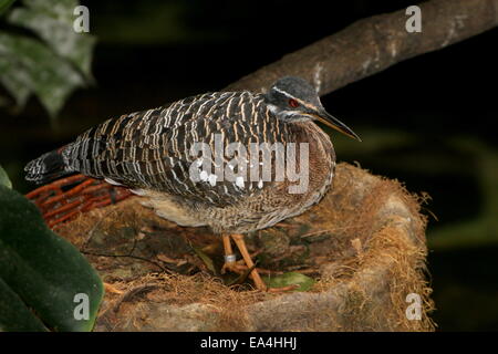 Weibliche Sunbittern (Eurypyga Helias), posiert auf dem nest Stockfoto