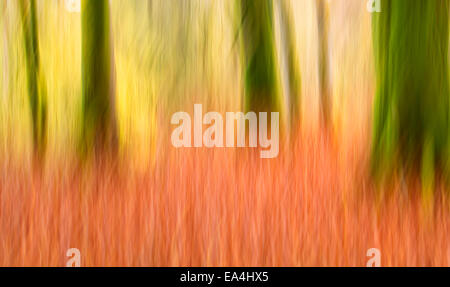 Feuer im Wald Stockfoto