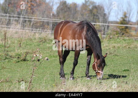 Pferde weiden auf trockenem Rasen am Ende des Sommers in einem kleinen Feld. Stockfoto
