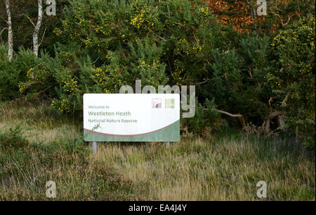 Nationalen Naturschutzgebiet Westleton Heide Stockfoto