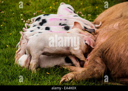 Ein großer Wurf der Ferkel saugen von ihrer Mutter säen. Stockfoto