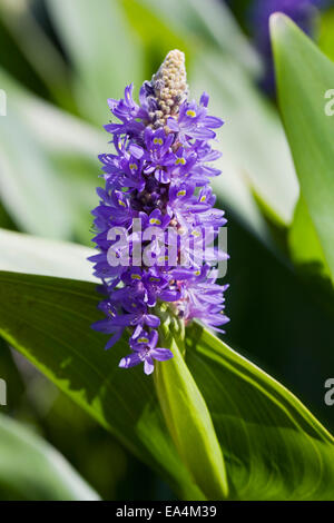 Pontederia Cordata. Pickerel Unkraut Blume. Stockfoto