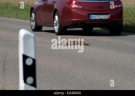 Toten Fuchs auf der Straße. Mit dem Auto. Unfall auf der Straße Stockfoto