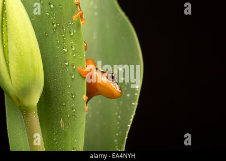 Goldene Segge Frosch (Hyperolius Puncticulatus) sitzt auf einer Pflanze nach Regen Stockfoto