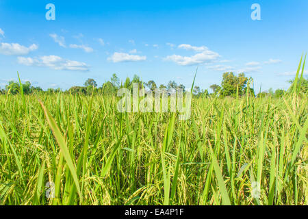 Reis, Feld und Himmel, Reis Ernte warten Stockfoto