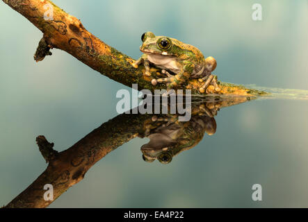 Pfau-Laubfrosch (Leptopelis Vermiculatus) auf einem Stick mit seinen Überlegungen Stockfoto