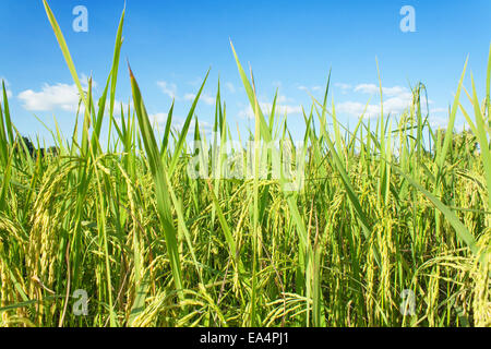 Reis, Feld und Himmel, Reis Ernte warten Stockfoto