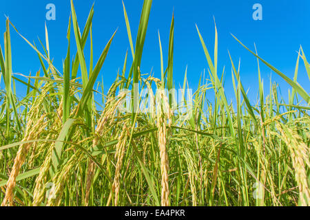 Reis, Feld und Himmel, Reis Ernte warten Stockfoto