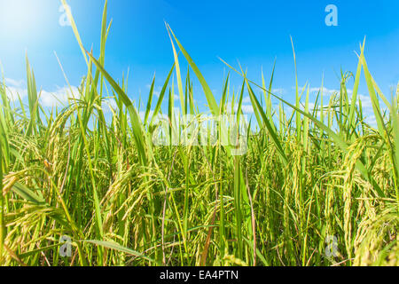 Reis, Feld und Himmel, Reis Ernte warten Stockfoto