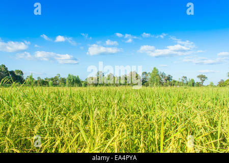 Reis, Feld und Himmel, Reis Ernte warten Stockfoto