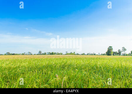 Reis, Feld und Himmel, Reis Ernte warten Stockfoto