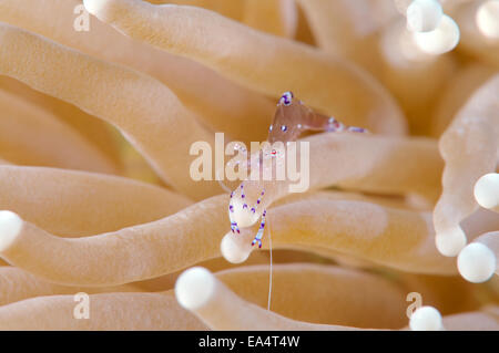 Sauberer Garnelen (Periclimenes Yucatanicus) Bohol Sea, Cebu, Philippinen, Südostasien gesichtet Stockfoto