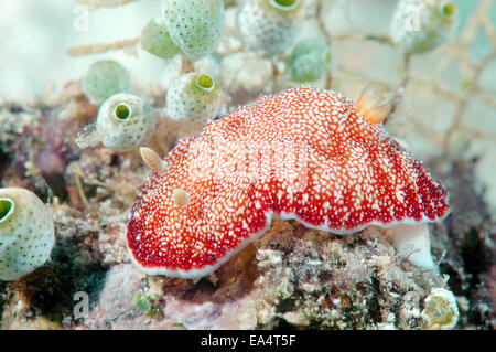 Seeschnecke oder Nacktschnecken (Chromodoris Reticulata) Bohol Sea, Cebu, Philippinen, Südostasien, Stockfoto