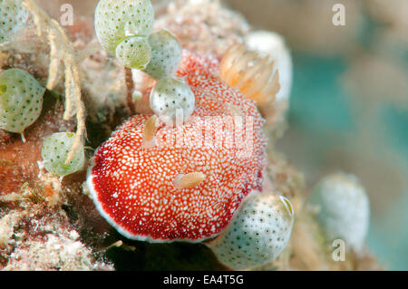 Seeschnecke oder Nacktschnecken (Chromodoris Reticulata) Bohol Sea, Cebu, Philippinen, Südostasien, Stockfoto