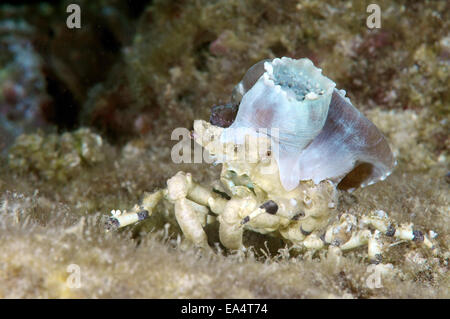 Corallimorph Dekorateur Krabbe (Cyclocoeloma Tuberculata) mit Seeanemonen auf der Rückseite. Bohol Sea, Cebu, Philippinen Stockfoto