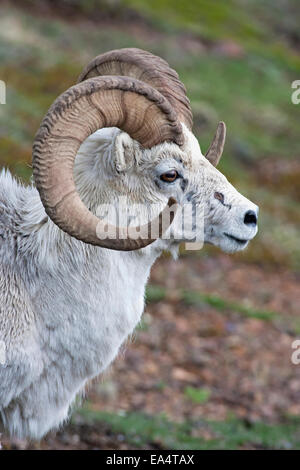 Dallschafe Ram (Ovis Dalli) im Denali National Park; Alaska, Vereinigte Staaten von Amerika Stockfoto