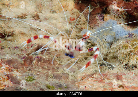 Banded Coral Garnelen oder gebändert Reiniger Garnelen (Stenopus Hispidus) Bohol Sea, Cebu, Philippinen, Südostasien Stockfoto