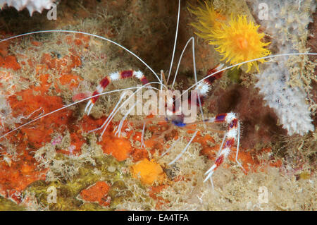 Banded Coral Garnelen oder gebändert Reiniger Garnelen (Stenopus Hispidus) Bohol Sea, Cebu, Philippinen, Südostasien Stockfoto