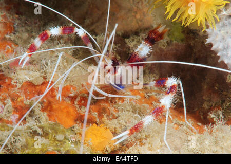 Banded Coral Garnelen oder gebändert Reiniger Garnelen (Stenopus Hispidus) Bohol Sea, Cebu, Philippinen, Südostasien Stockfoto