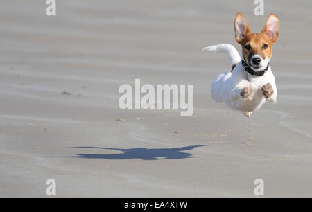 Stanley ein Jack Russell Terrier laufen am Strand, wie 'Superdog' fliegen Stockfoto