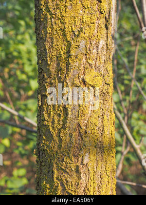 Algen, Flechten und Moos auf einer Baumrinde Stockfoto
