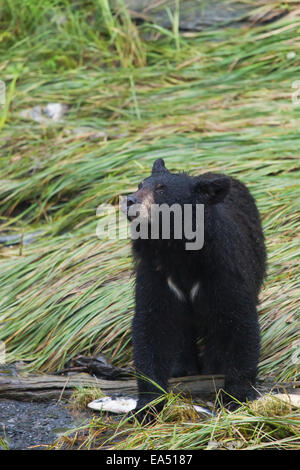 Schwarzer Bär Fütterung auf rosa Lachs auf Dayville Straße in Valdez, Alaska Yunan, Sommer Stockfoto