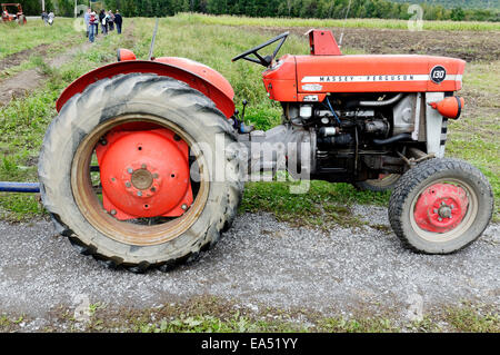 Eine alte Traktor Massey Ferguson Stockfoto