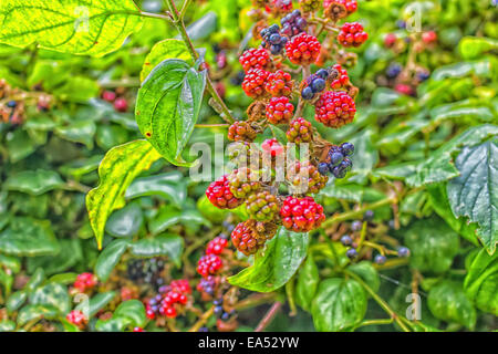 Rote und schwarze wilde Brombeeren Büsche und Äste auf grünen Blättern Hintergrund im italienischen Garten an einem sonnigen Sommertag Stockfoto