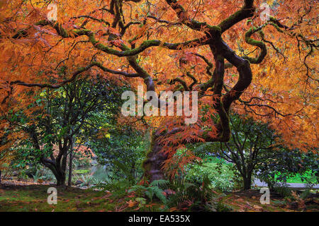 Unter dem alten japanischen Ahorn-Baum im Herbst auf Portland Japanese Garden Stockfoto