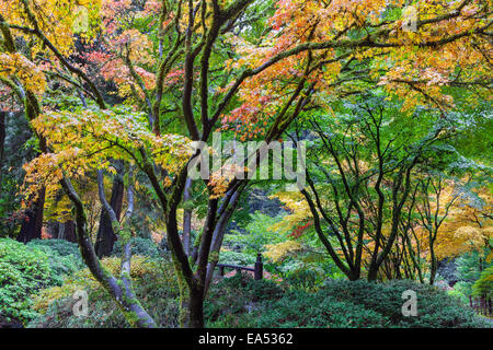 Japanische Ahornbäume Herbstlaub Farbe durch die Mond-Brücke bei Portland Japanese Garden im Herbst Stockfoto