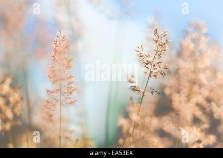Roten Stroh Stockfoto