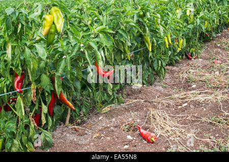 Anpflanzungen von Paprika im Feld. In einer Zeile Stockfoto