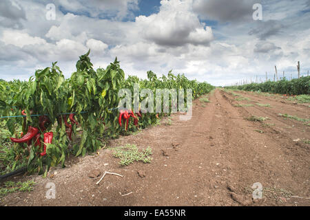 Anpflanzungen von Paprika im Feld. In einer Zeile Stockfoto